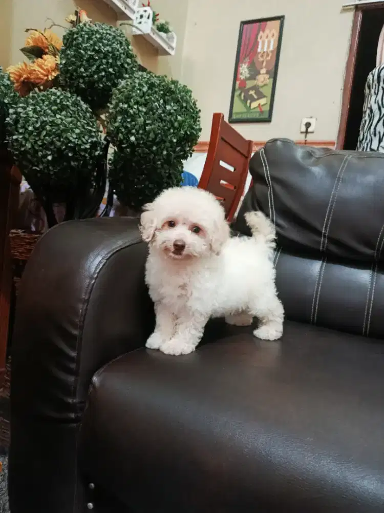 Toy POODLE ASLI