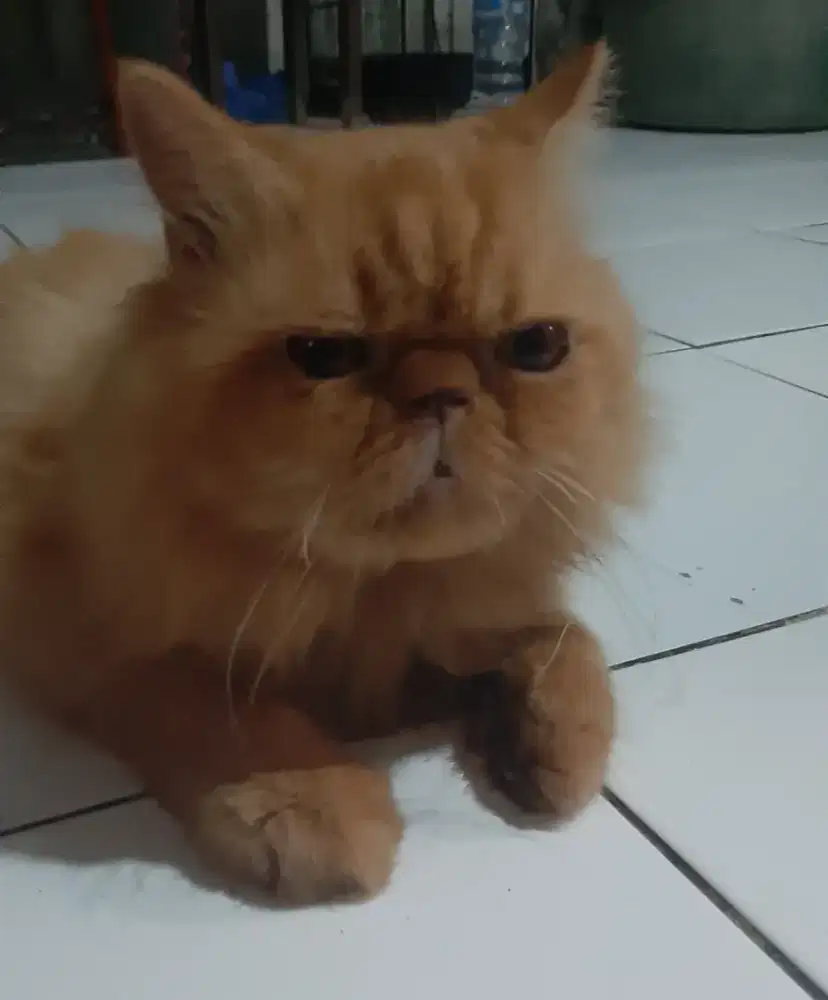 Kucing peaknose