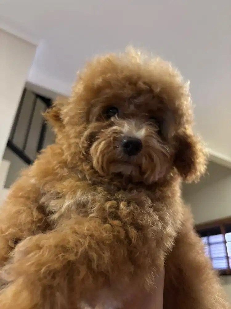 Adopt Anak Anjing Toy Poodle Betina