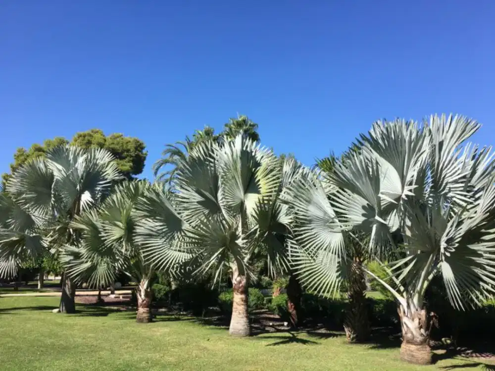 Pohon palem bismarkia palem sikas dll