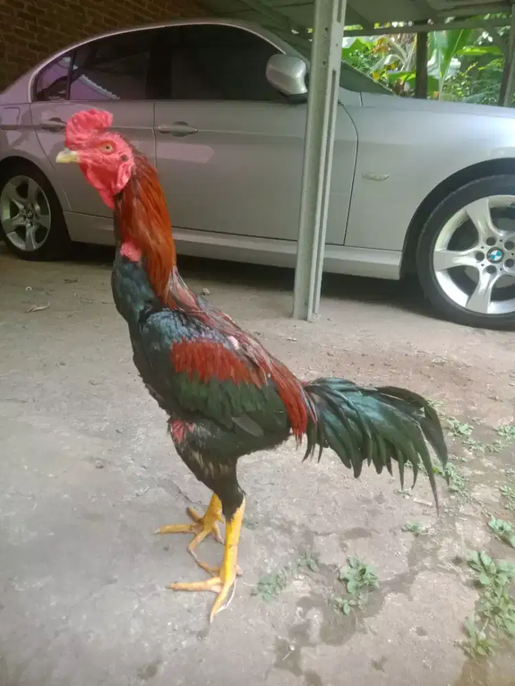 Ayam aseel x shamo Jepang win 4 x Taji jos Vidio ada murah pejantan