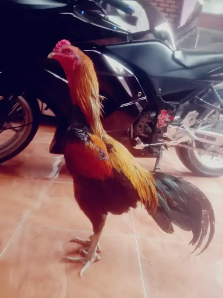 Ayam working kuning pakhoysh x Pama inter shamo jos muda brakot 6 buln