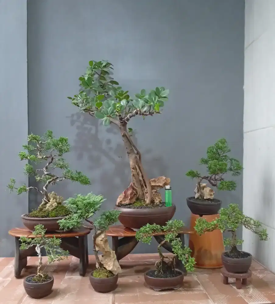 Mini bonsai murah ada 7 pohon