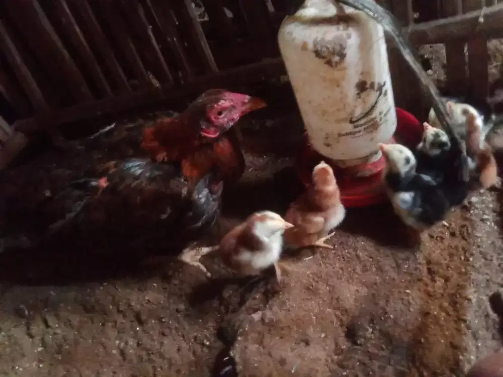 Ayam betina Brazilian ORI plus anaknya murah Joss