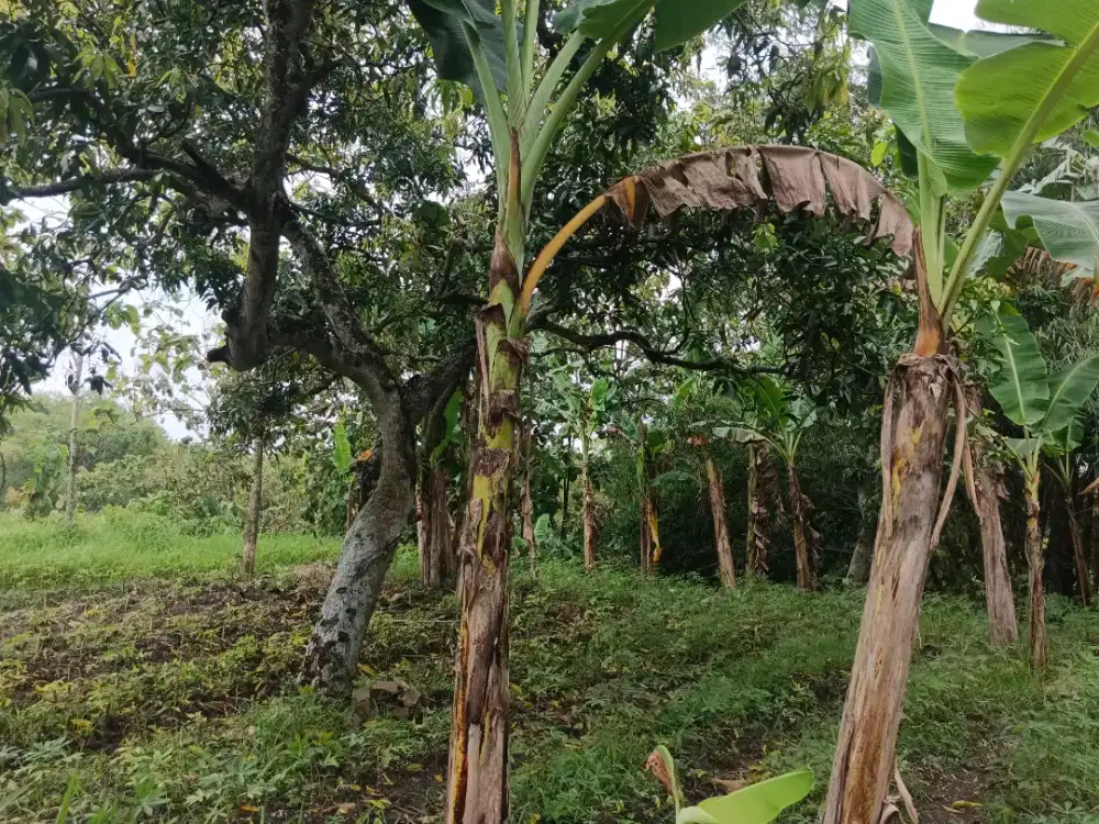 Dijual tanah dan bangunan kondisi seadanya