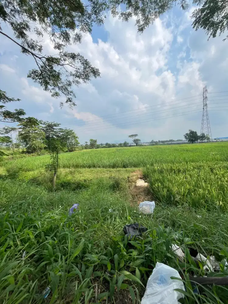 Asisten istri dijatisari
