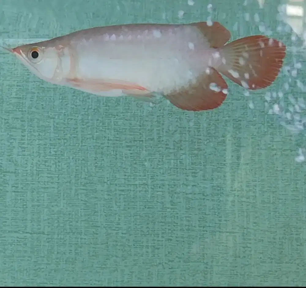 Arowana super red SB 20cm kurleb