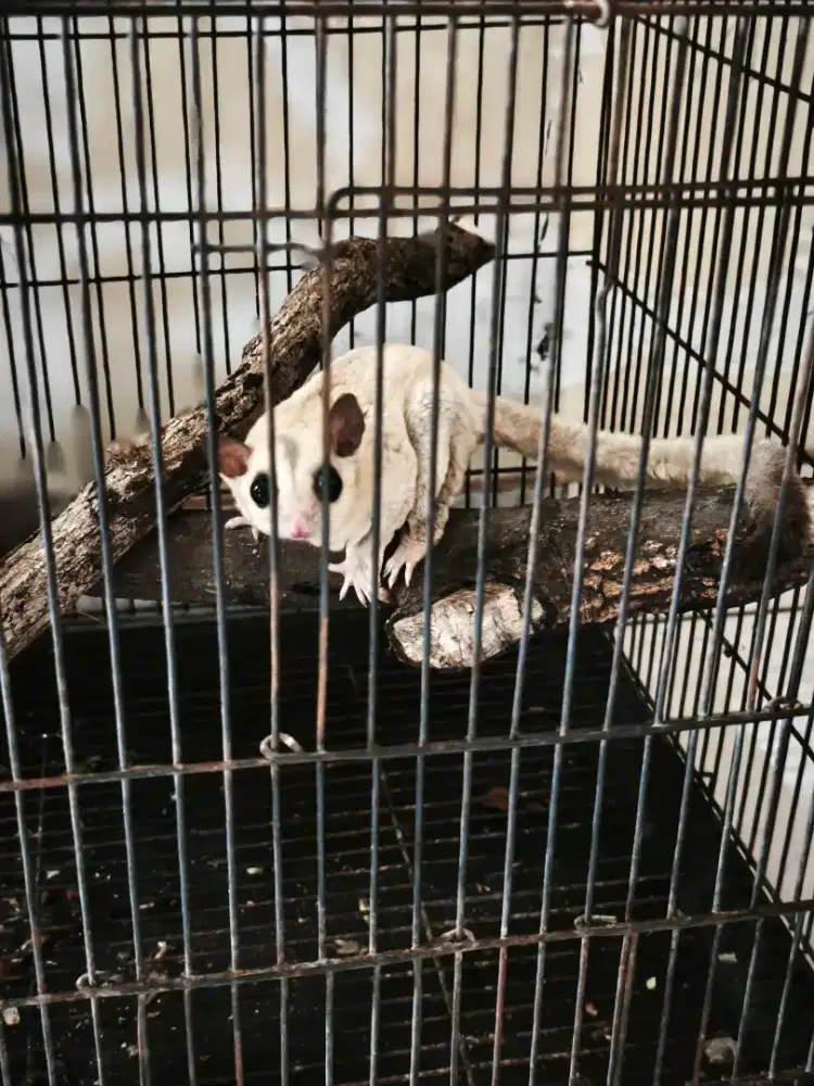 Sugar glider pasangan produksi