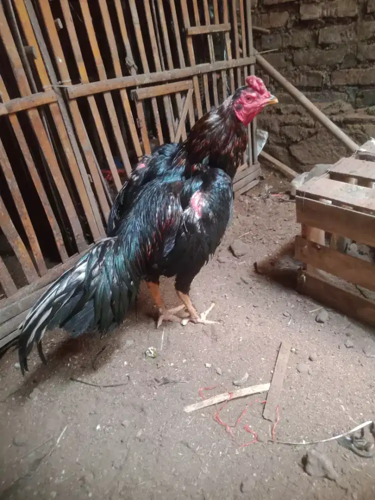 Ayam aseel mianwali line ORI pemilik dari Pakistan win 2 x ada minus