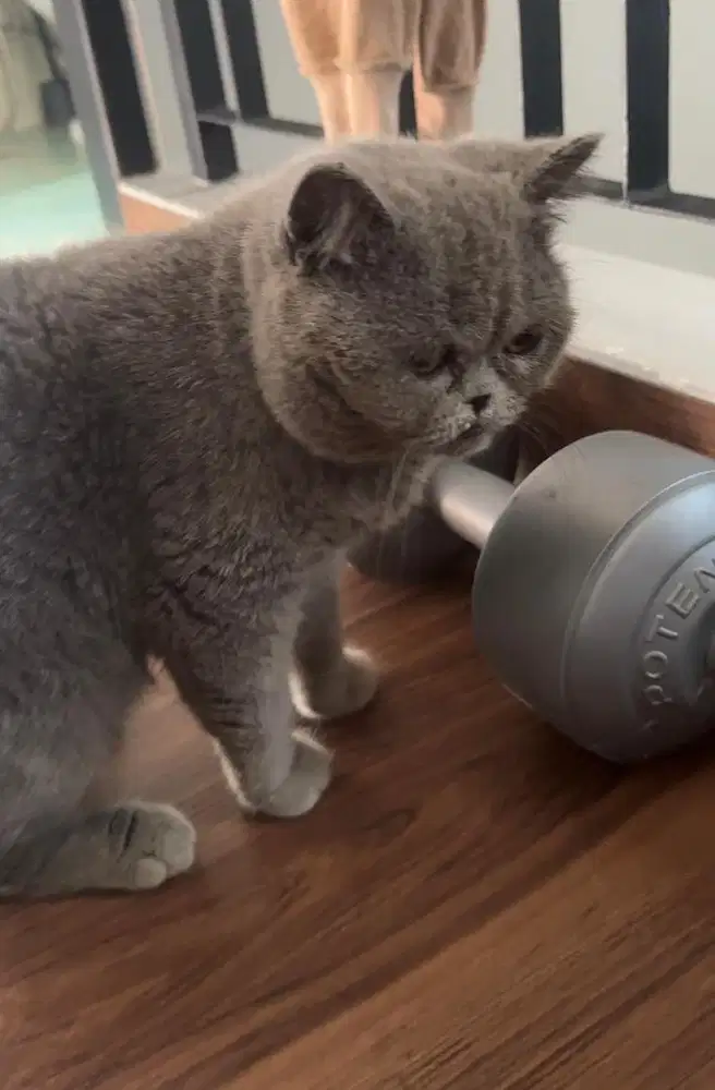 British short hair jantan