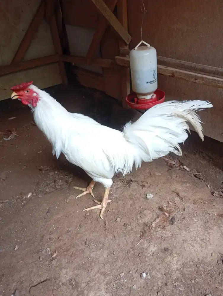 Ayam kampung putih jantan jago muda