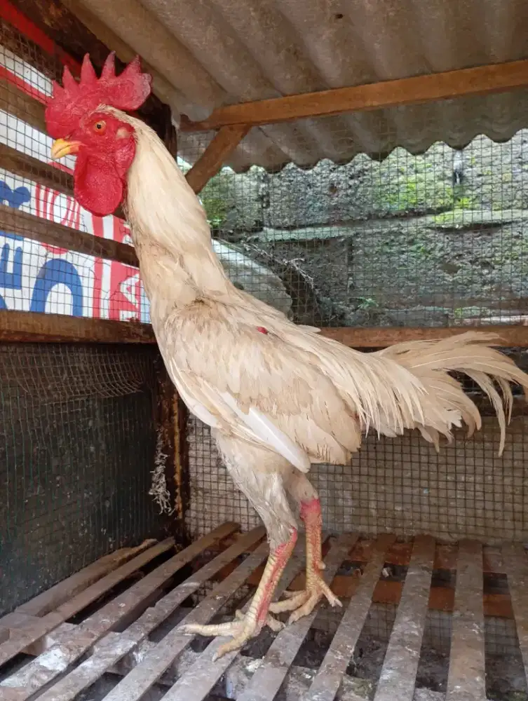 Ayam kampung putih jantan jago