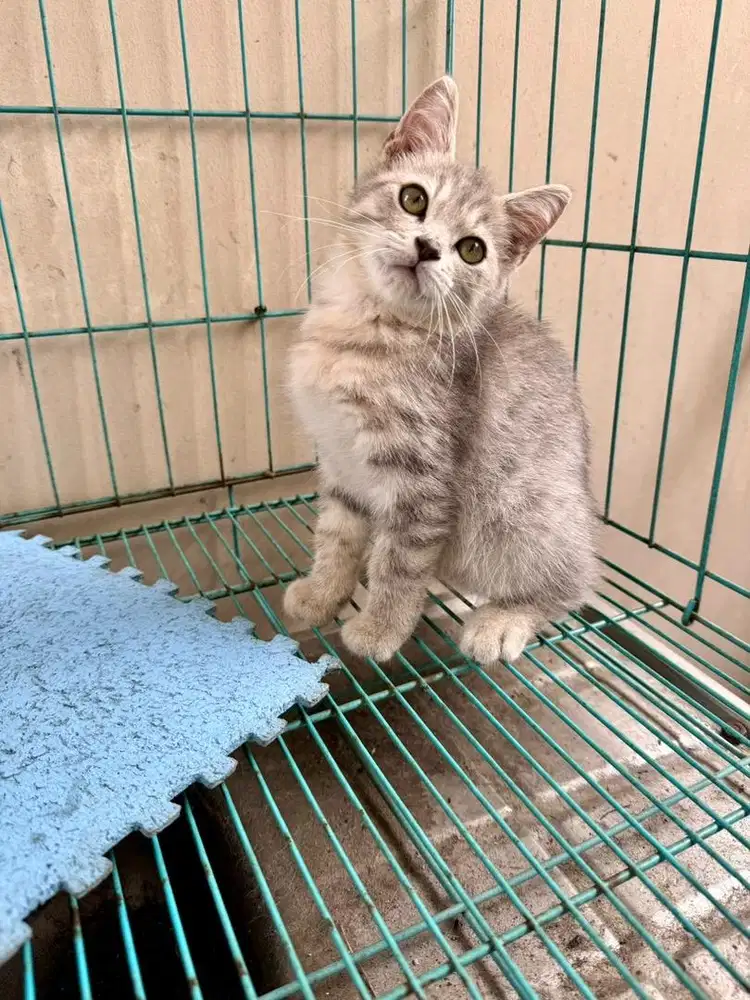 Kucing Munchkin NS BSH Scottish fold