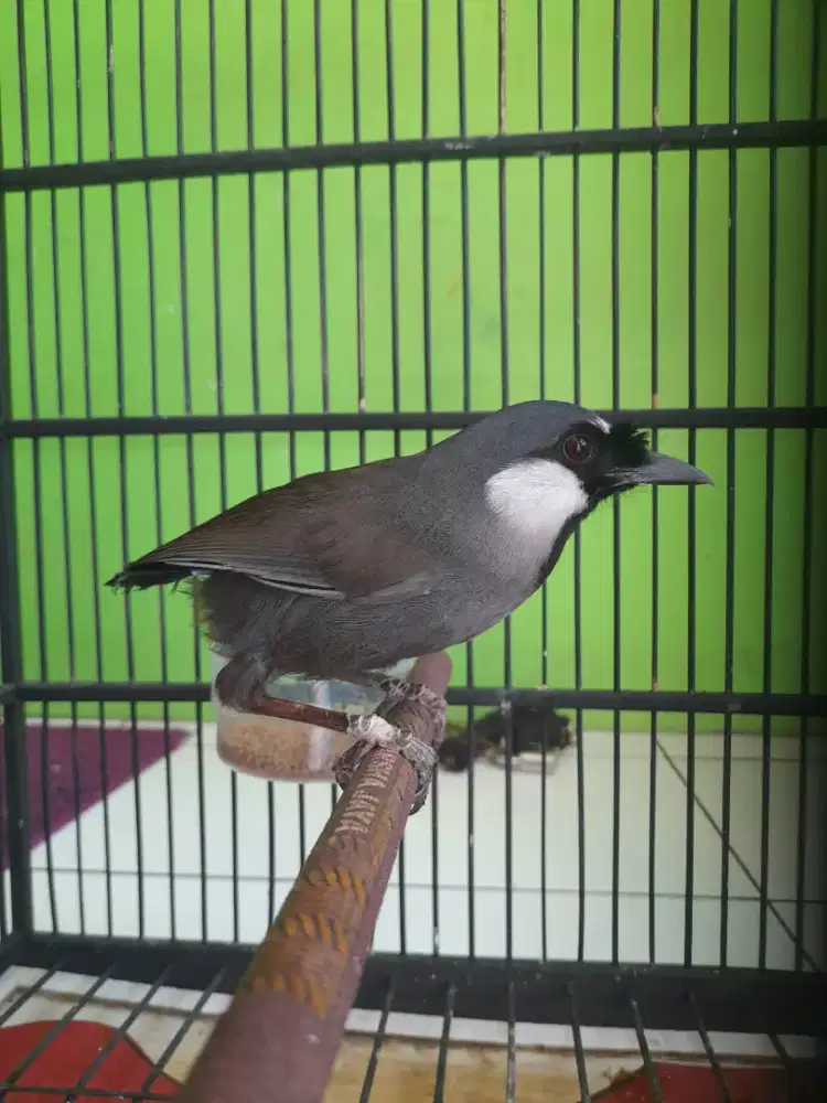 Poksai hongkong muda hutan