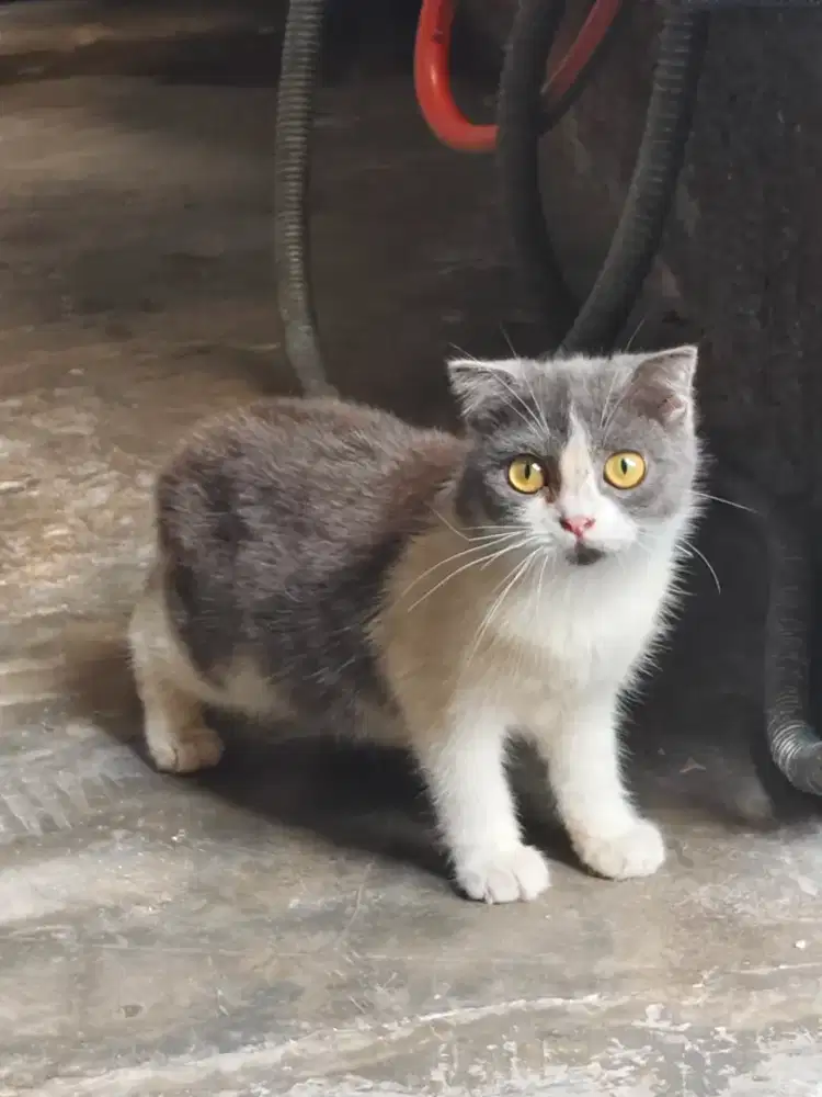 Scottish fold betina