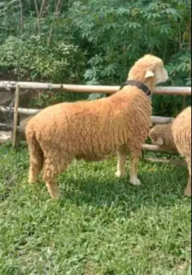 domba merino jantan 45-80kiloan timbang hidup layak hewan qurban 2026
