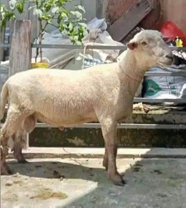 domba merino jantan 45-80kiloan timbang hidup layak hewan qurban 2026