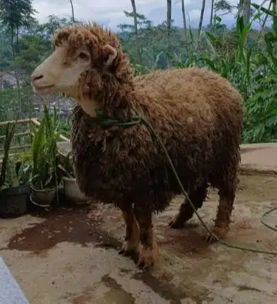 domba merino jantan 45-80kiloan siap kurban 2026 timbang hidup rawatan