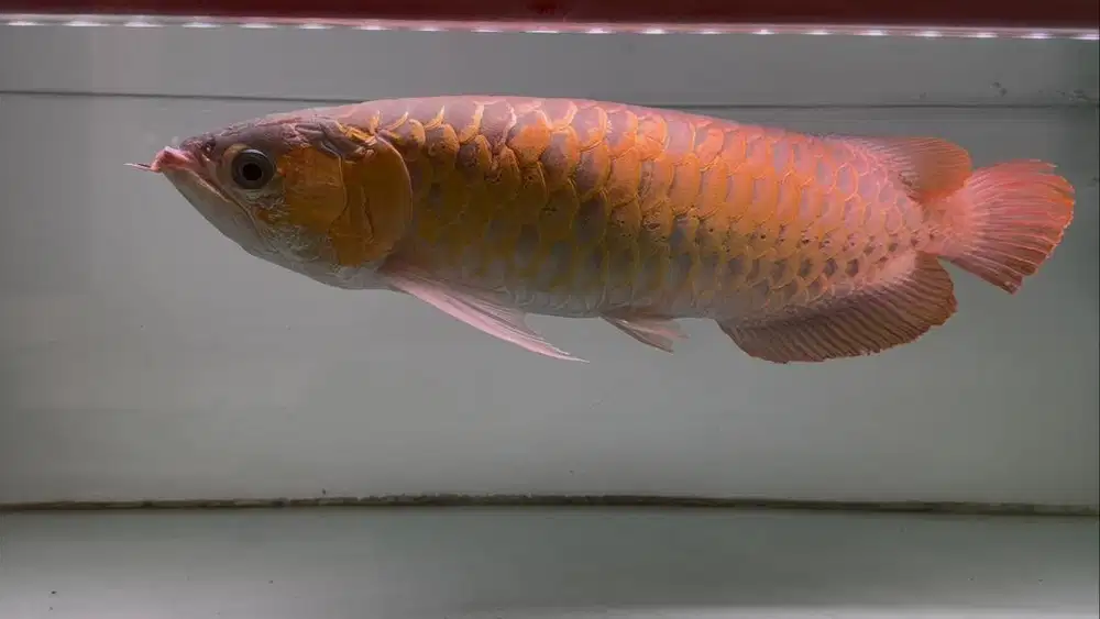 Ikan Arwana SR Super Red 55cm