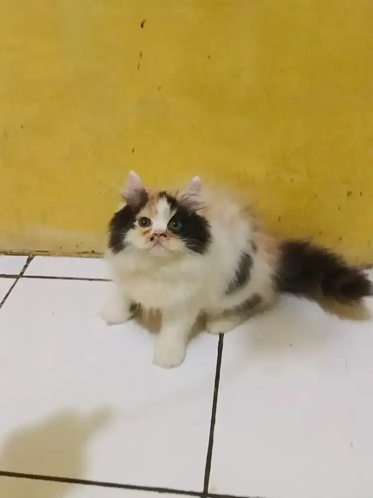 Kucing Persia Flatnose Calico