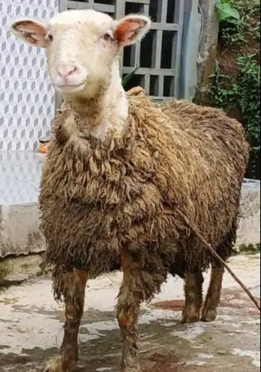 domba merino jantan 1 thn 45-80kiloan timbang hidup siap qurban 2026