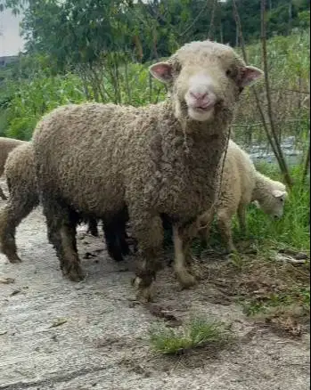 domba merino jantan 45-80 kiloan siap kurban 2026 timbang hidup super