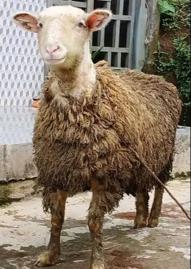 domba merino jantan 45-80 kiloan siap kurban 2026 timbang hidup super