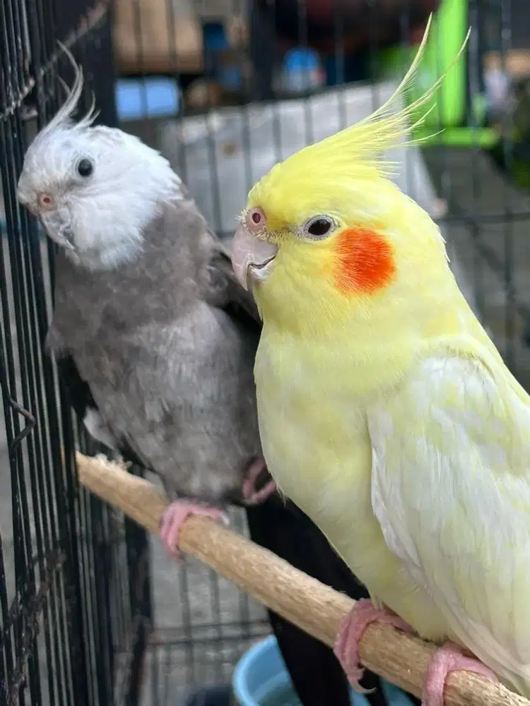 INDUKAN FALK / COCKATIEL / PARKIT AUSTRALIA
