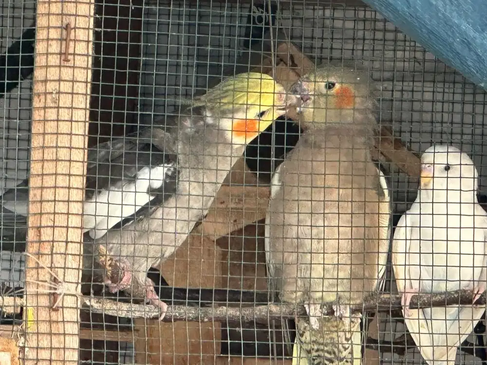 INDUKAN FALK / COCKATIEL / PARKIT AUSTRALIA