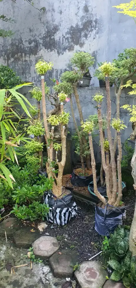 Bonsai taman anting putri