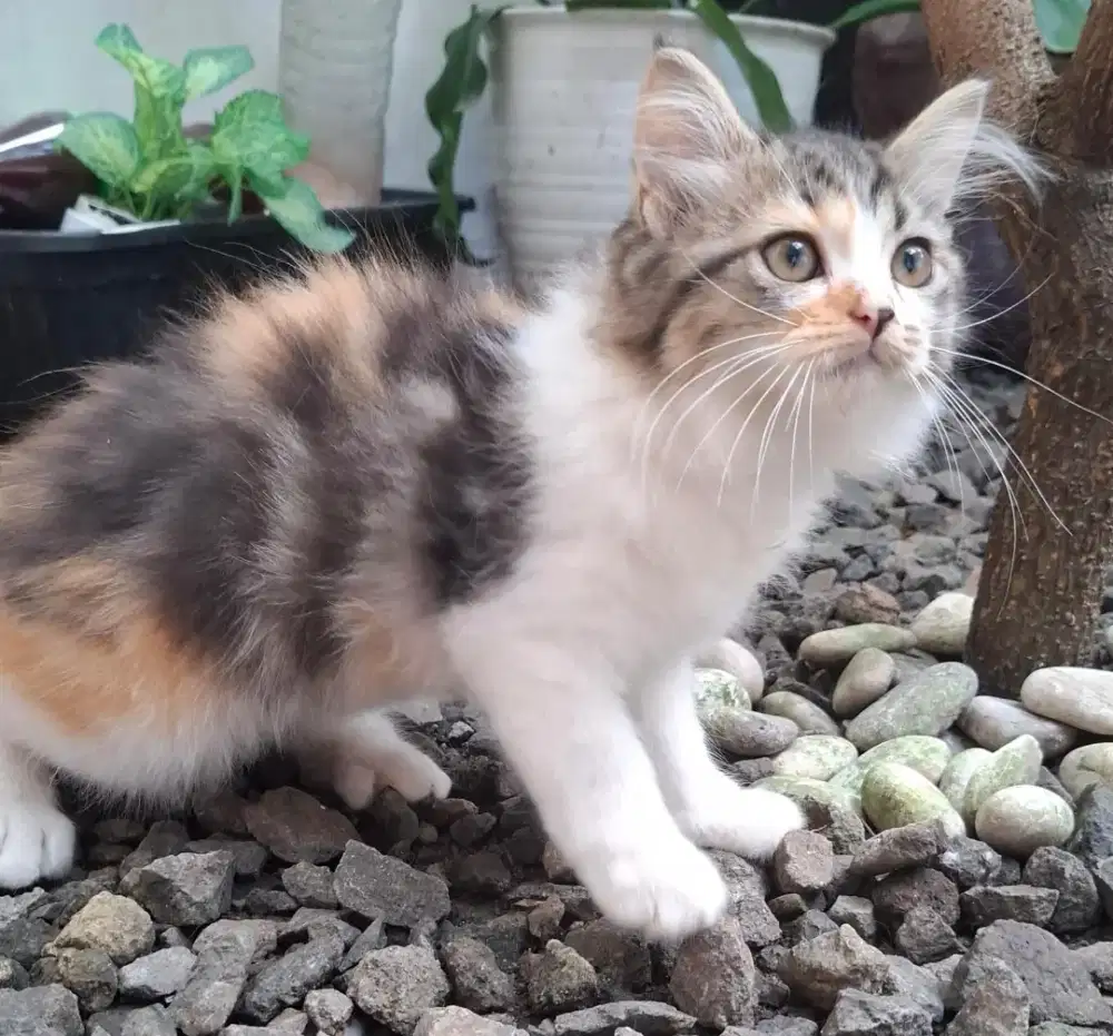Adopsi Kucing Mainecoon mix Norwegian