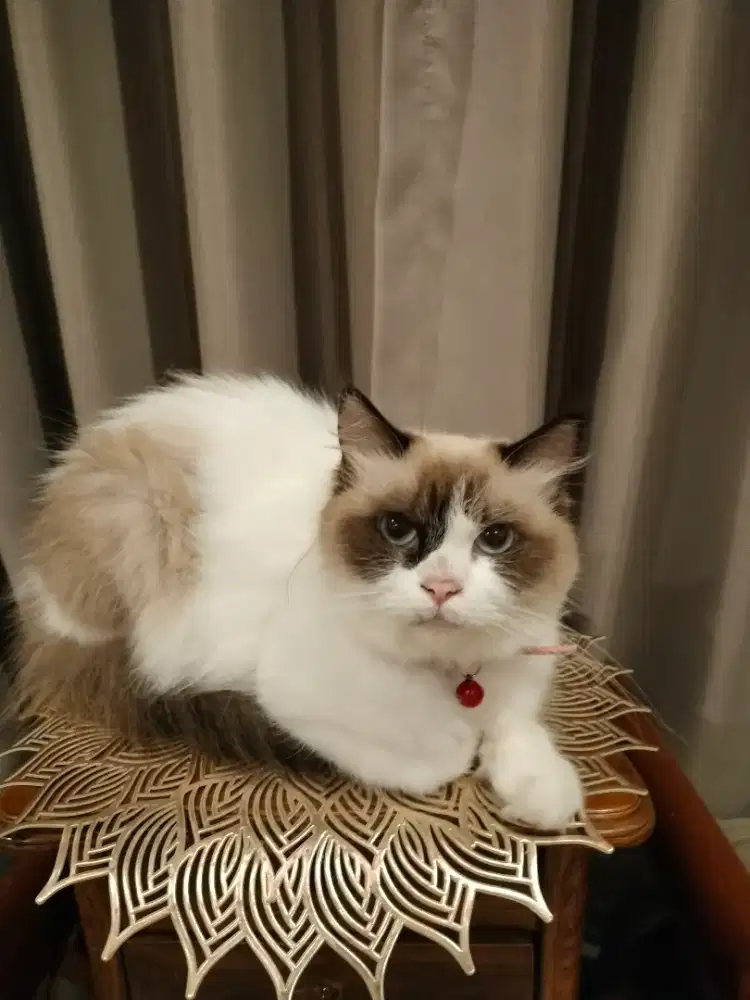 Open Addopt Bermahar