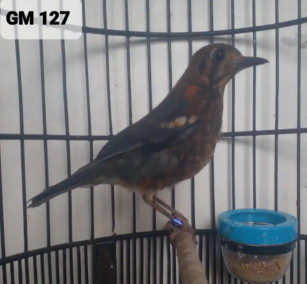 Burung Anis Merah trotol