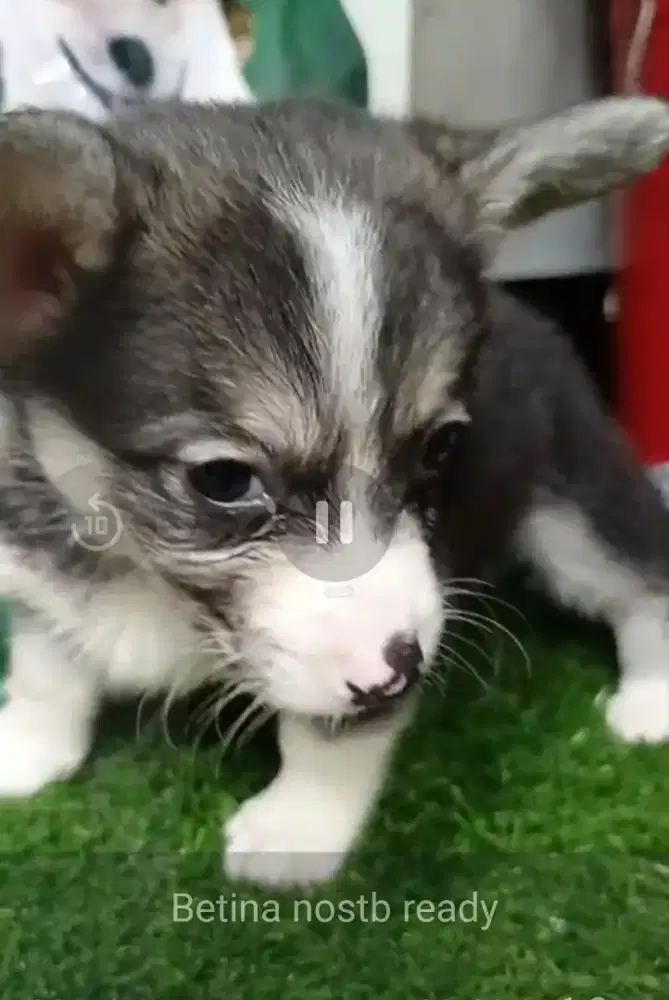 Corgi betina puppy ready