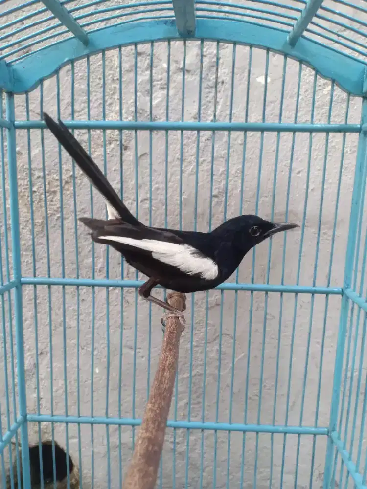 Kacer dahit portot fulset