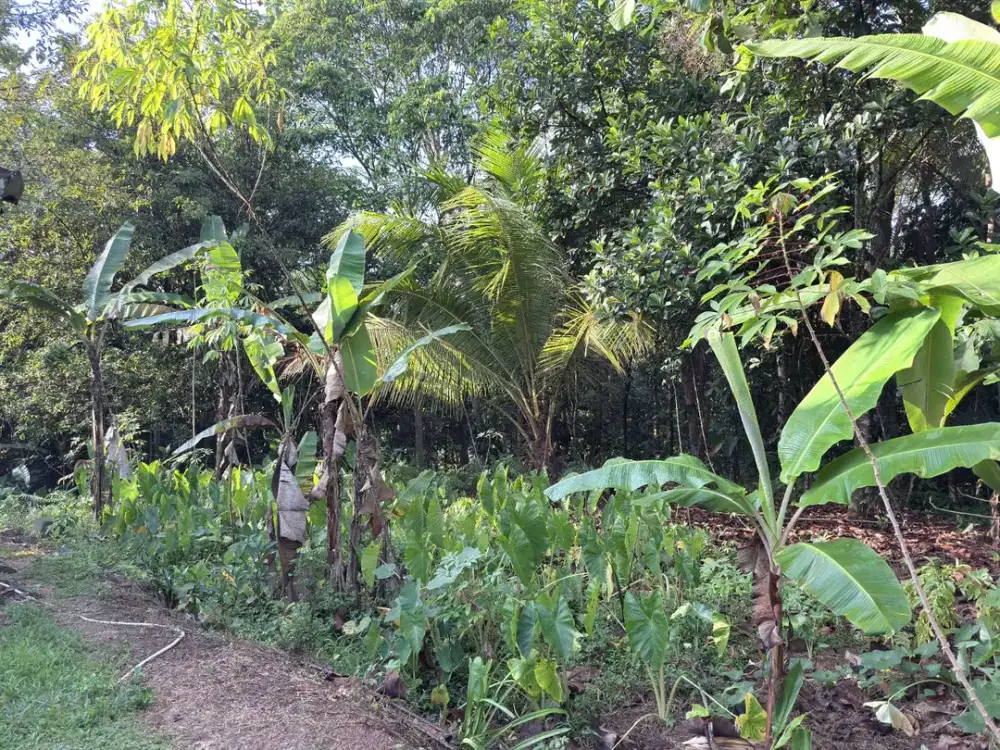 Jual Tanah Ciamis Murah SHM dekat Pemukiman Warga