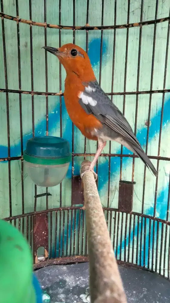 Anis Merah Blorok Jantan Mulus Badan Gede Rajin Bunyi Super Prospekan