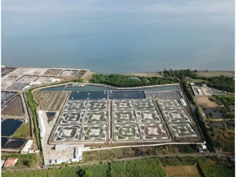 Tambak Udang Situbondo STRATEGIS MURAH .