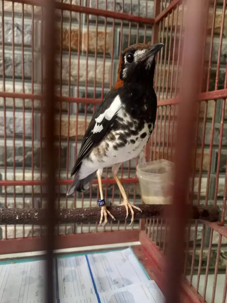 BURUNG ANIS KEMBANG JANTAN