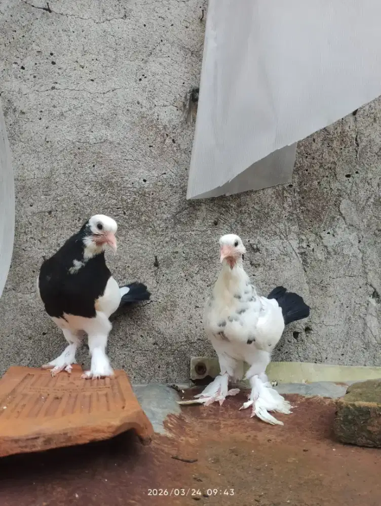 Merpati Hias X River