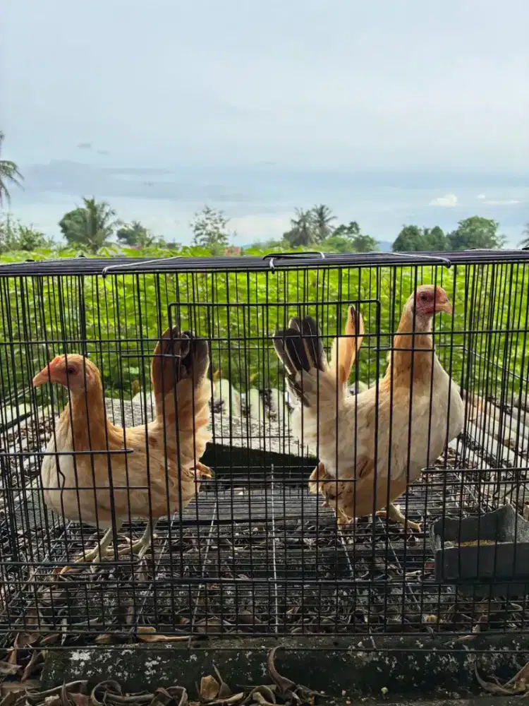 Ayam Kate Hias Siap Kawin