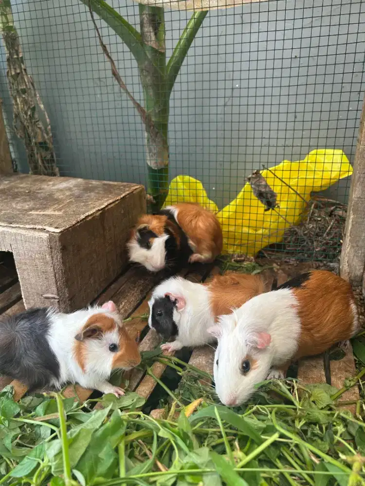 Marmut Hias Abyssinian guinea