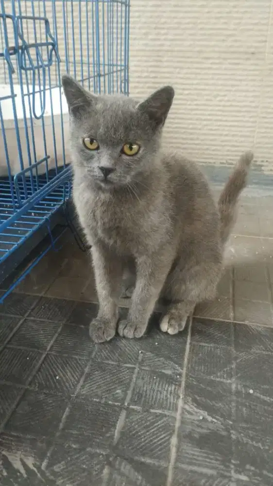 BSH TORTI BETINA BRITISH SHORTHAIR