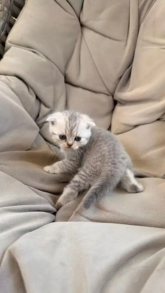 Kucing bsh campur scotish fold