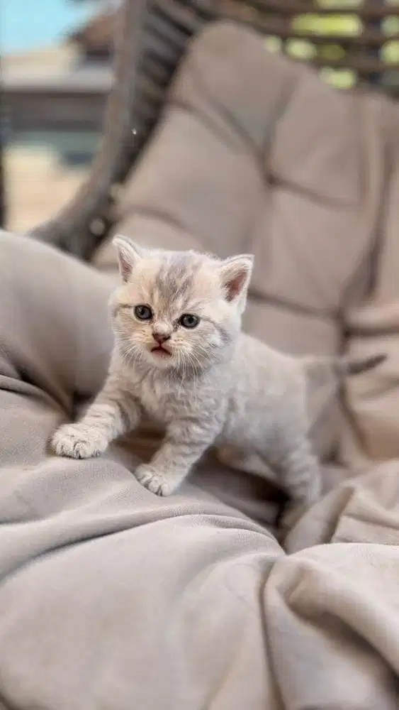 Kucing bsh campur scotish