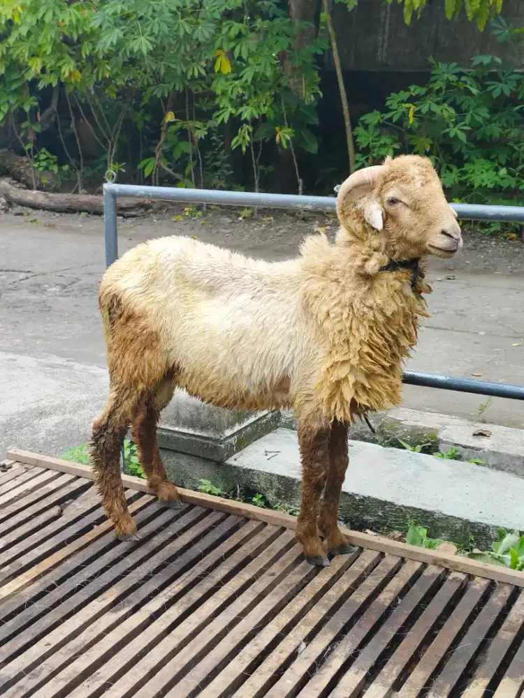 Kambing Qurban Ekonomis