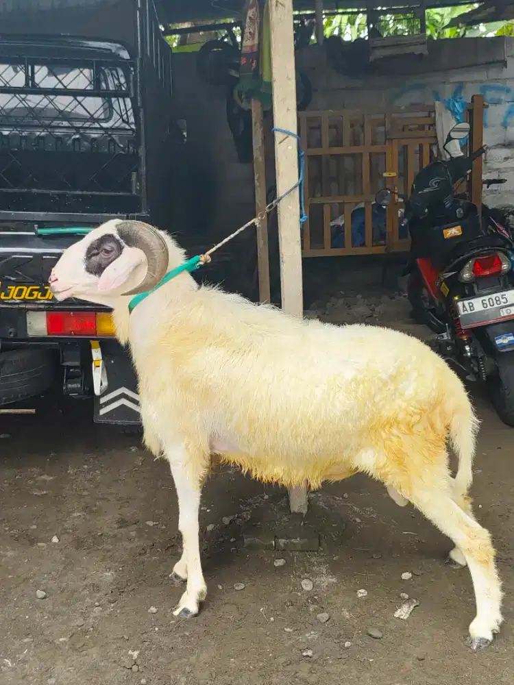 Kambing Qurban Super gagah