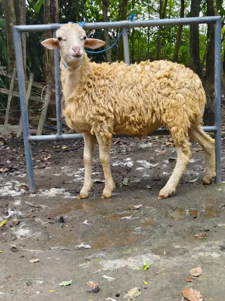 Kambing Qurban ekonomis gemuk