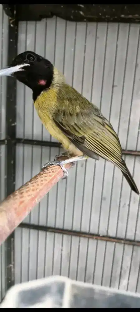 Burung samyong jantan rawatan bunyi