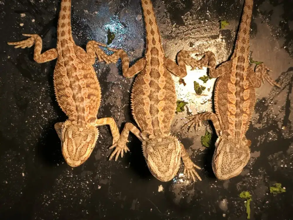 Anakan bearded dragon 40hr